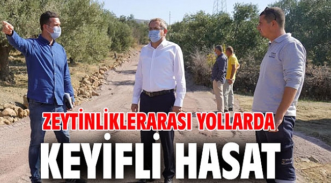 ZEYTİNLİKLERARASI YOLLARDA KEYİFLİ HASAT