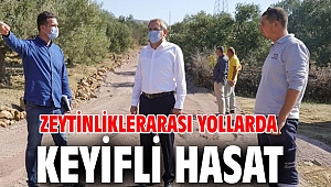 ZEYTİNLİKLERARASI YOLLARDA KEYİFLİ HASAT 