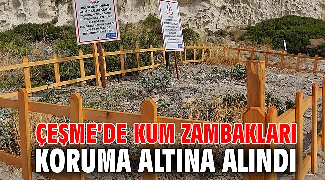 Çeşme’de kum zambakları koruma altına alındı