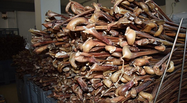Ödül maması ülke ekonomisine kazandırıyor