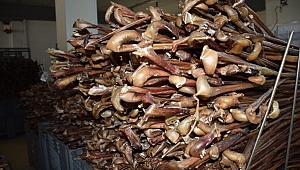 Ödül maması ülke ekonomisine kazandırıyor