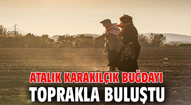 Atalık karakılçık buğdayı toprakla buluştu