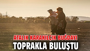 Atalık karakılçık buğdayı toprakla buluştu