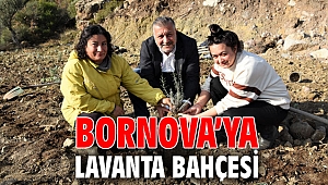 Bornova’ya lavanta bahçesi