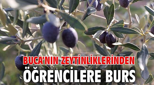 Buca’nın zeytinliklerinden öğrencilere burs