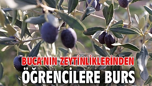 Buca’nın zeytinliklerinden öğrencilere burs