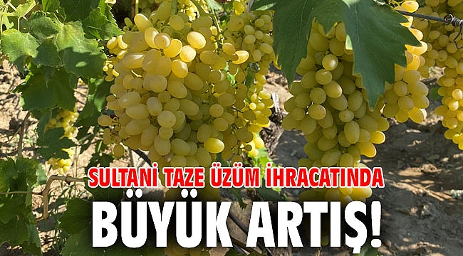 Sultani taze üzüm ihracatında büyük artış!