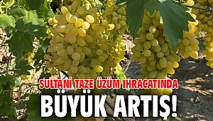 Sultani taze üzüm ihracatında büyük artış!