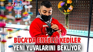 Buca’da engelli kediler yeni yuvalarını bekliyor