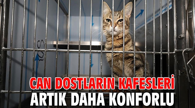 Can dostların kafesleri artık daha konforlu