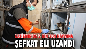 Gaziemir’de 5 bin 304 hayvana şefkat eli uzandı