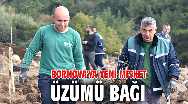 Bornova’ya yeni Misket Üzümü Bağı