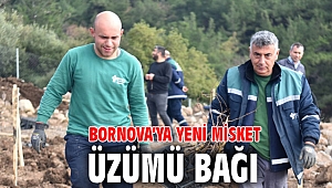 Bornova’ya yeni Misket Üzümü Bağı