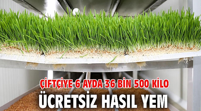 Çiftçiye 6 ayda 36 bin 500 kilo ücretsiz hasıl yem