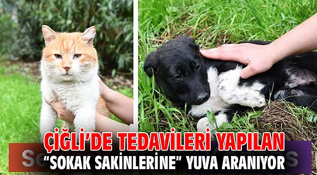 Çiğli’de Tedavileri Yapılan “Sokak Sakinlerine” Yuva Aranıyor