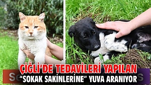 Çiğli’de Tedavileri Yapılan “Sokak Sakinlerine” Yuva Aranıyor