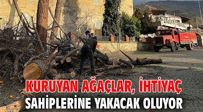 Kuruyan ağaçlar, ihtiyaç sahiplerine yakacak oluyor
