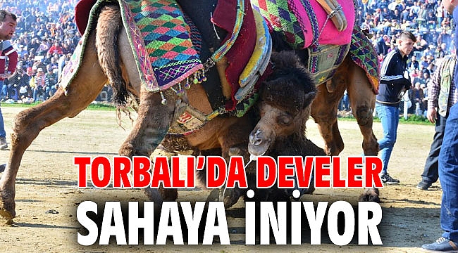 Torbalı’da develer sahaya iniyor