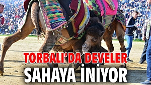 Torbalı’da develer sahaya iniyor
