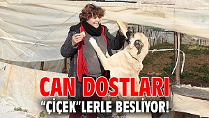 Can dostları “çiçek”lerle besliyor!