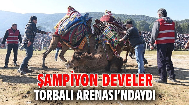 Şampiyon develer Torbalı Arenası’ndaydı