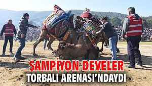 Şampiyon develer Torbalı Arenası’ndaydı