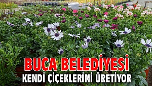 Buca Belediyesi kendi çiçeklerini üretiyor