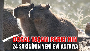 Doğal Yaşam Parkı’nın 24 sakininin yeni evi Antalya