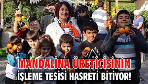 Mandalina üreticisinin işleme tesisi hasreti bitiyor!