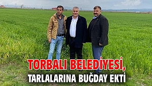 Torbalı Belediyesi, tarlalarına buğday ekti