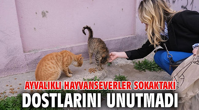 AYVALIKLI HAYVANSEVERLER SOKAKTAKİ DOSTLARINI UNUTMADI