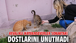 AYVALIKLI HAYVANSEVERLER SOKAKTAKİ DOSTLARINI UNUTMADI