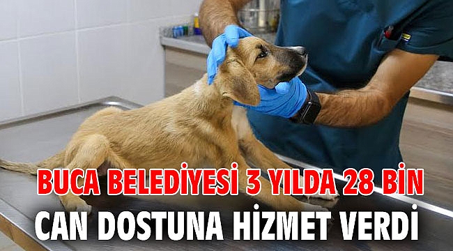 Buca Belediyesi 3 yılda 28 bin can dostuna hizmet verdi