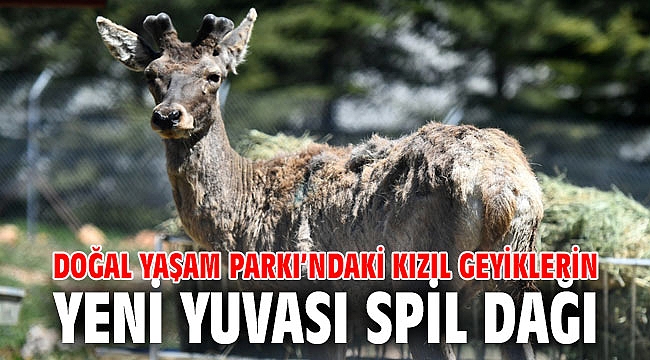 Doğal Yaşam Parkı’ndaki kızıl geyiklerin yeni yuvası Spil Dağı