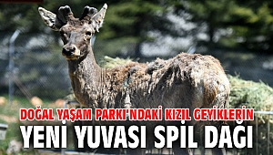 Doğal Yaşam Parkı’ndaki kızıl geyiklerin yeni yuvası Spil Dağı