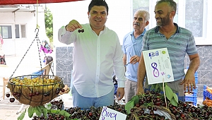 Buca'da Kiraz Festivali heyecanı başlıyor!