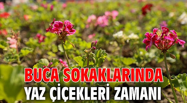 Buca sokaklarında yaz çiçekleri zamanı