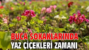 Buca sokaklarında yaz çiçekleri zamanı