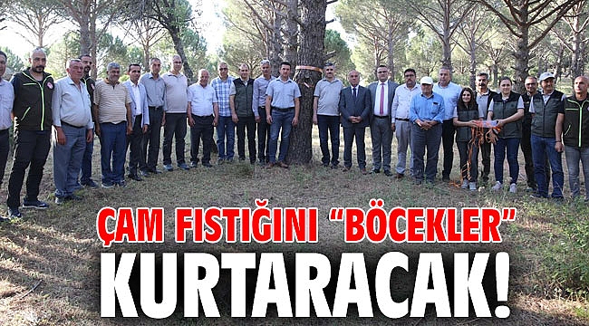 Çam fıstığını “Böcekler” kurtaracak!
