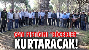 Çam fıstığını “Böcekler” kurtaracak!