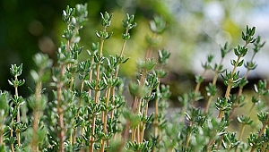 İzmir’de tıbbi ve aromatik bitkiler yaygınlaşıyor