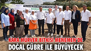 KARA MÜRVER BİTKİSİ MENEMEN’DE DOĞAL GÜBRE İLE BÜYÜYECEK