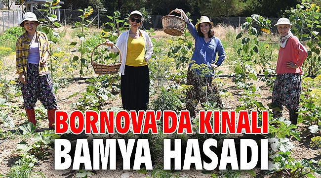 Bornova’da kınalı bamya hasadı