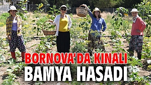 Bornova’da kınalı bamya hasadı