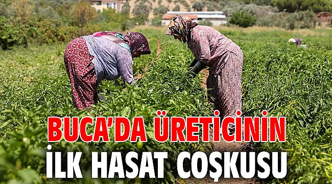 Buca’da üreticinin ilk hasat coşkusu
