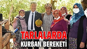 Tarlalarda kurban bereketi