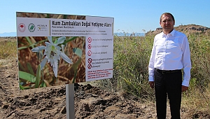 Ayvalık’ın kum zambaklarında çiçek zamanı