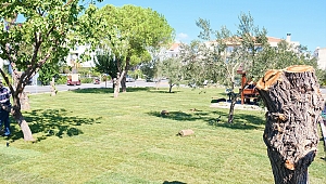 AYVALIK ARTIK ÇOK DAHA YEŞİL