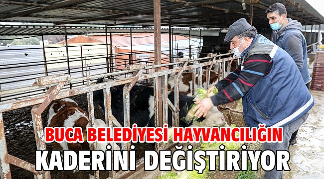 Buca Belediyesi hayvancılığın kaderini değiştiriyor