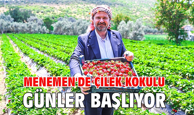 Menemen'de çilek kokulu günler başlıyor